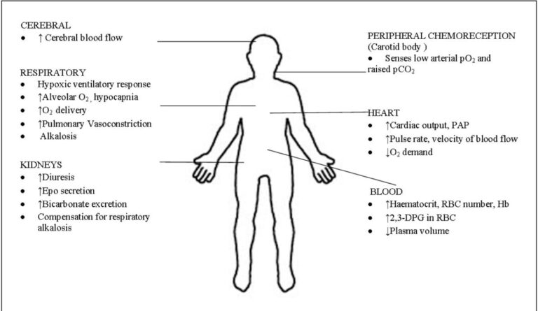 Process Of Acclimatization To High Altitude - Net Life Sciences