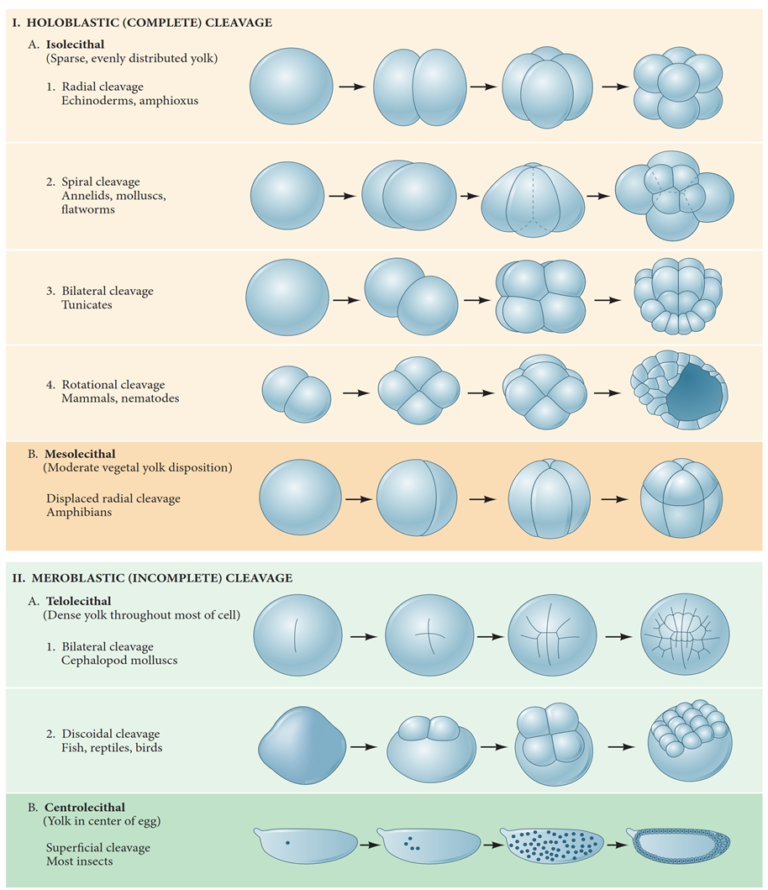 Cleavage pattern of centrolecithal eggs NET Life Sciences